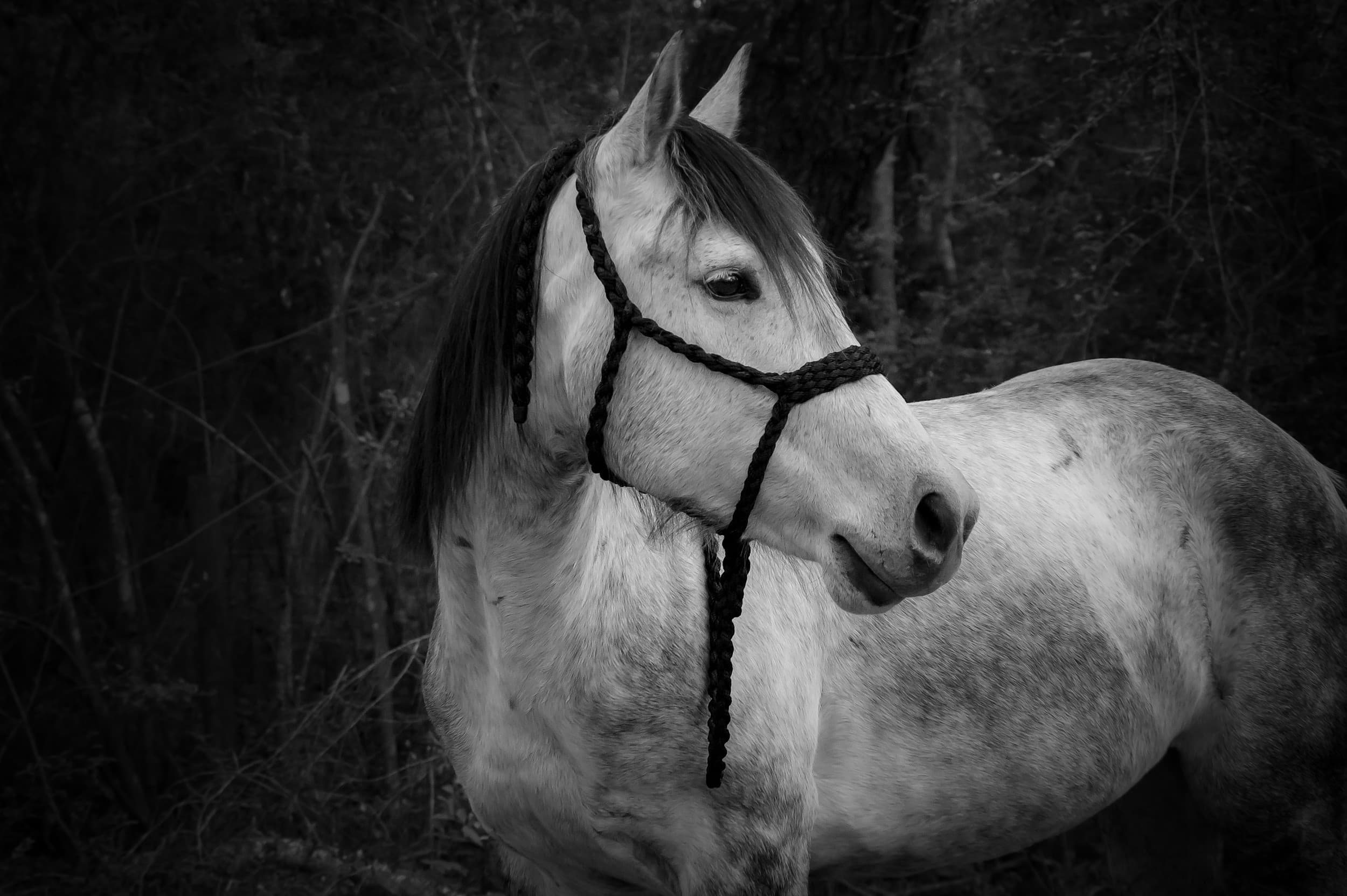 Bella Ranch Horseback Riding