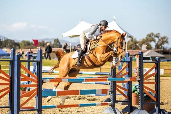 Black Mountain Sport Horses