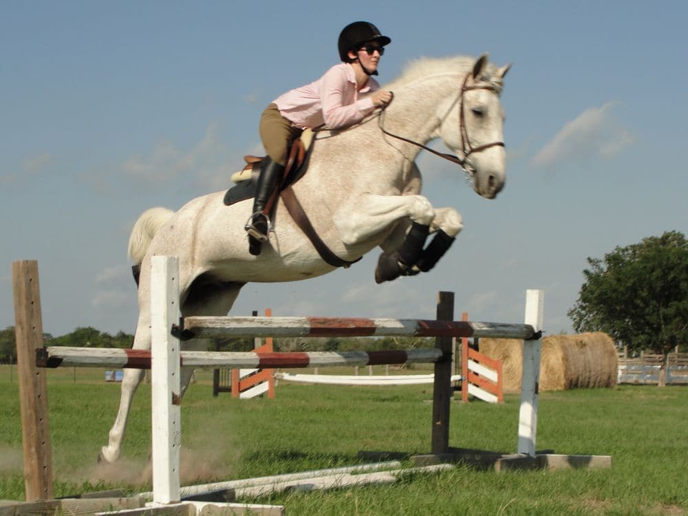 Royal Legend Arabians & Horse Center