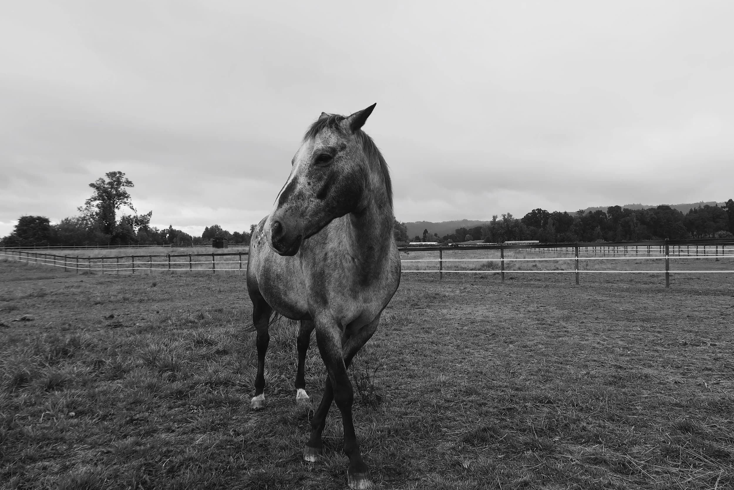 Sauvie Island Stables