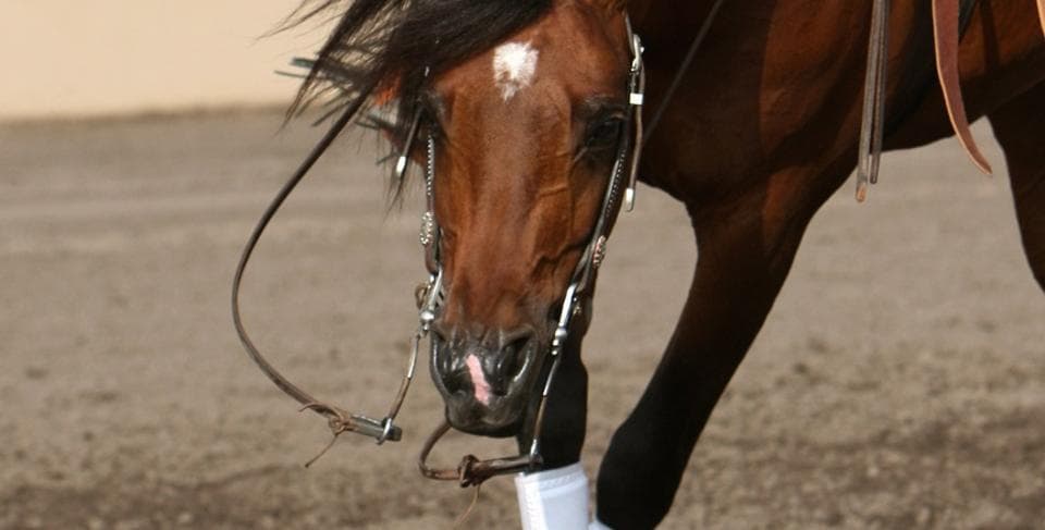 Sobral Performance Horses