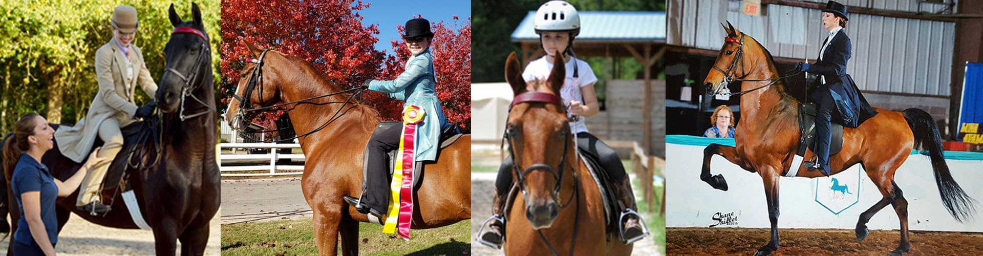 Suncoast Stables and Riding Academy