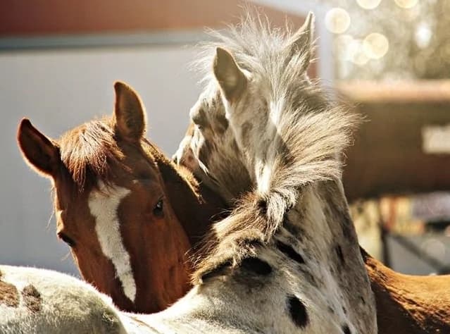 Sunset Hill Farm Equestrian Center