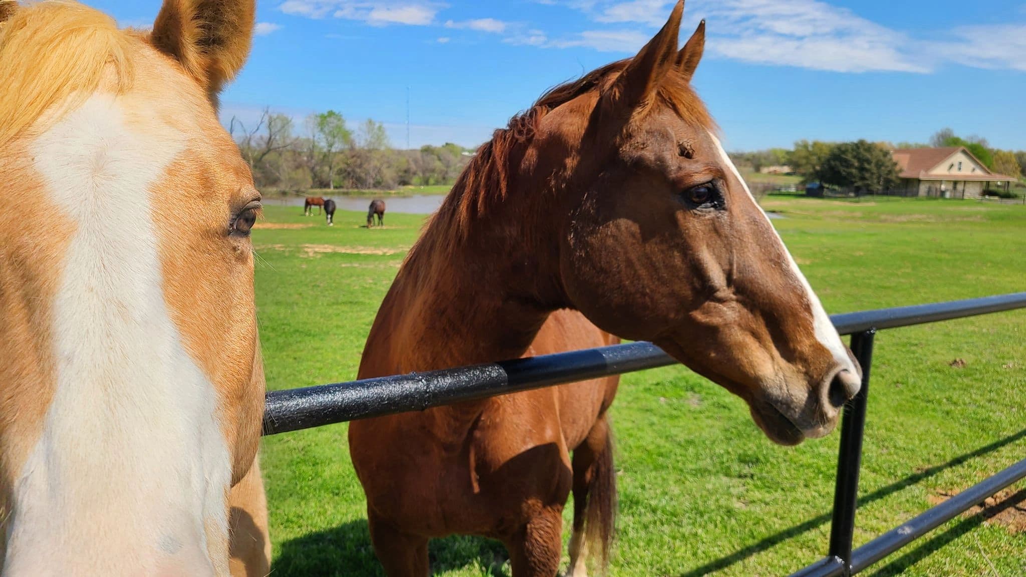 Lobos Horse Ranch & Stables