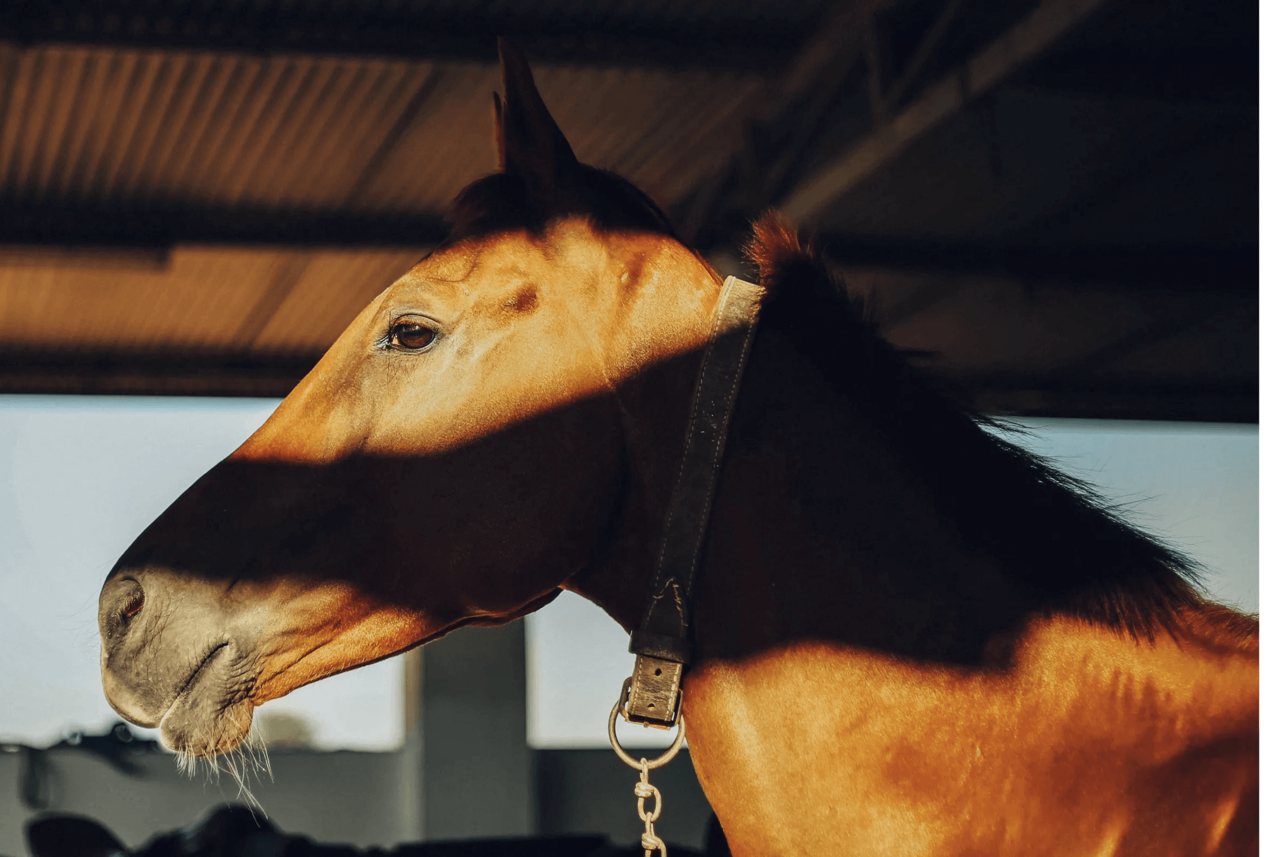 Soleado Stables at Rancho Asoleado